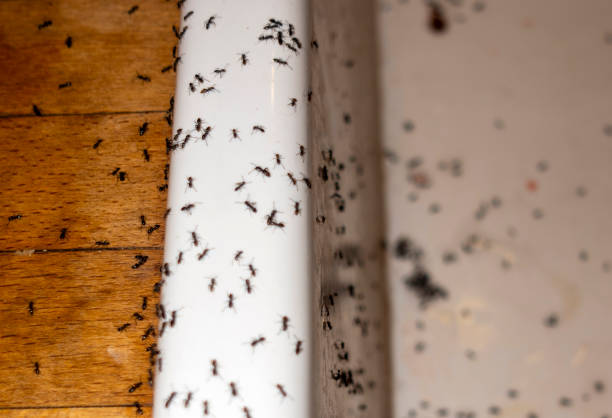 Best Spider Control Near Me  in Ome, GA