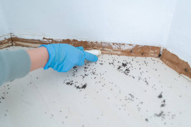 Best Wasp Removal Services  in Ome, GA